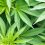 Medical cannabis is booming but calls for reform of telehealth ‘drugs racket’