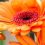 Dementia researchers look to gardening to improve quality of life
