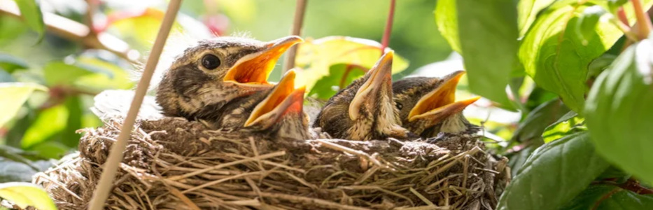 ‘Birdnesting’ alternates parenting at family home during separation